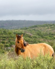 Sorraia horses, Vale Carapito, GCV (18)