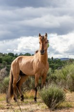 Sorraia horses, Vale Carapito, GCV (21)