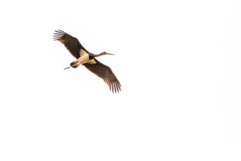Black Stork , Ciconia nigra
