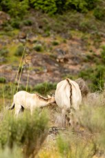 Sorraia horses, Vale Carapito, GCV (13)
