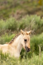 Sorraia horses, Vale Carapito, GCV (17)