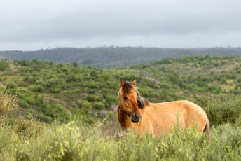 Sorraia horses, Vale Carapito, GCV (18)