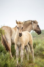 Sorraia horses, Vale Carapito, GCV (19)