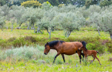 Garrano Horses, Faia Brava, Côa Valley, Western Iberia, Portugal, Europe, Rewilding Europe