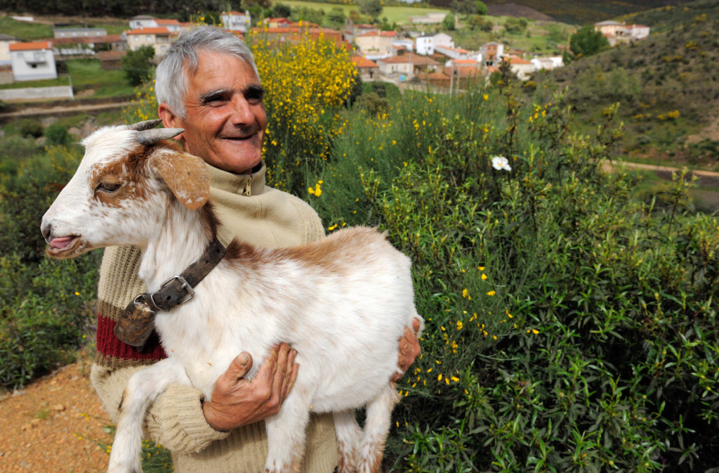 Domestic goats eating bush., Salamanca Region, Castilla y León, Spain