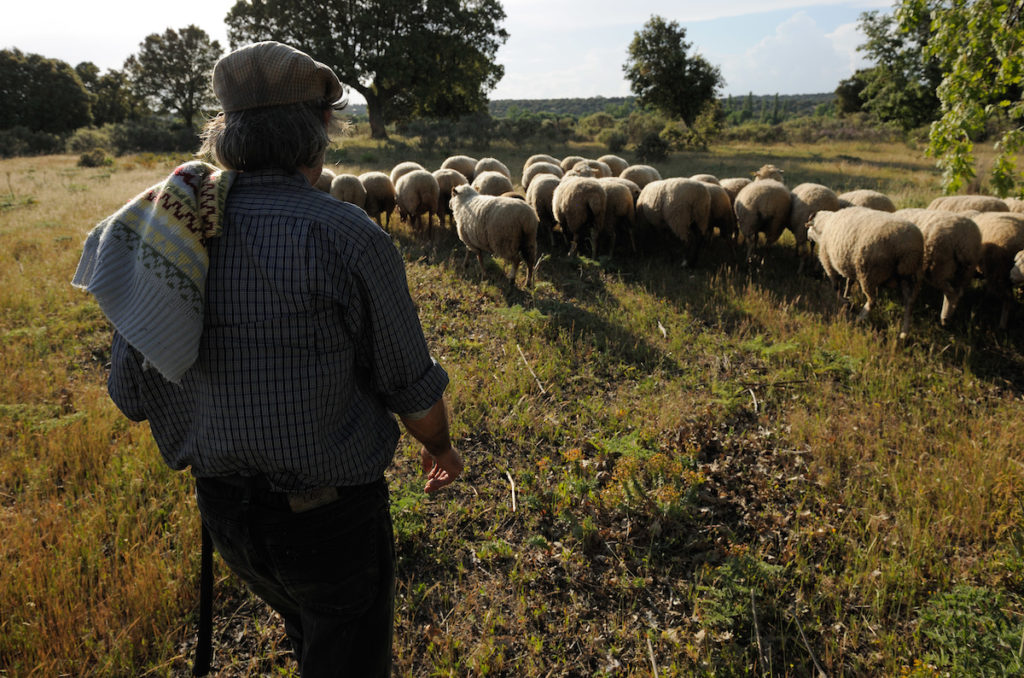 Shepherd, Campanario de Azába, .Salamanca region, Castilla y León, Spain