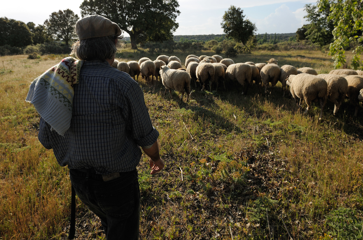 Shepherd in Campanario de Azába, Salamanca region, Spain
