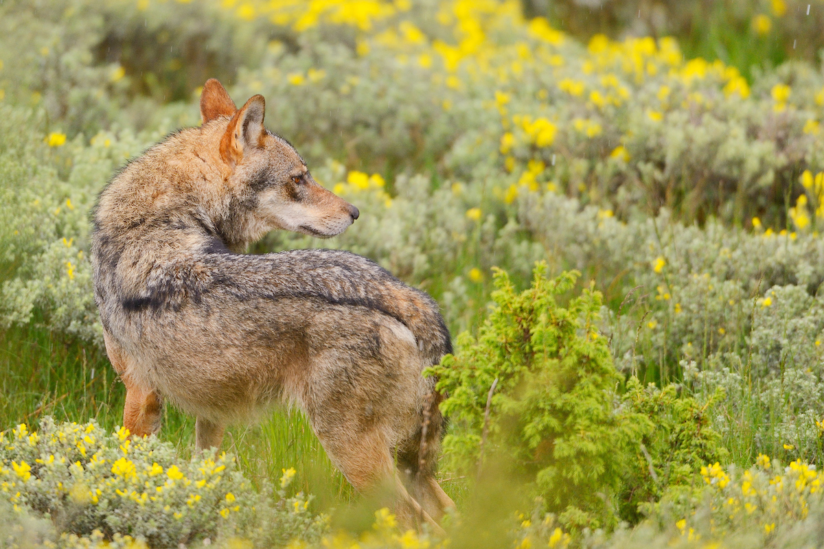 Wolf, Canis lupus, near Deven, Western Rhodope mountains, Bulgaria
