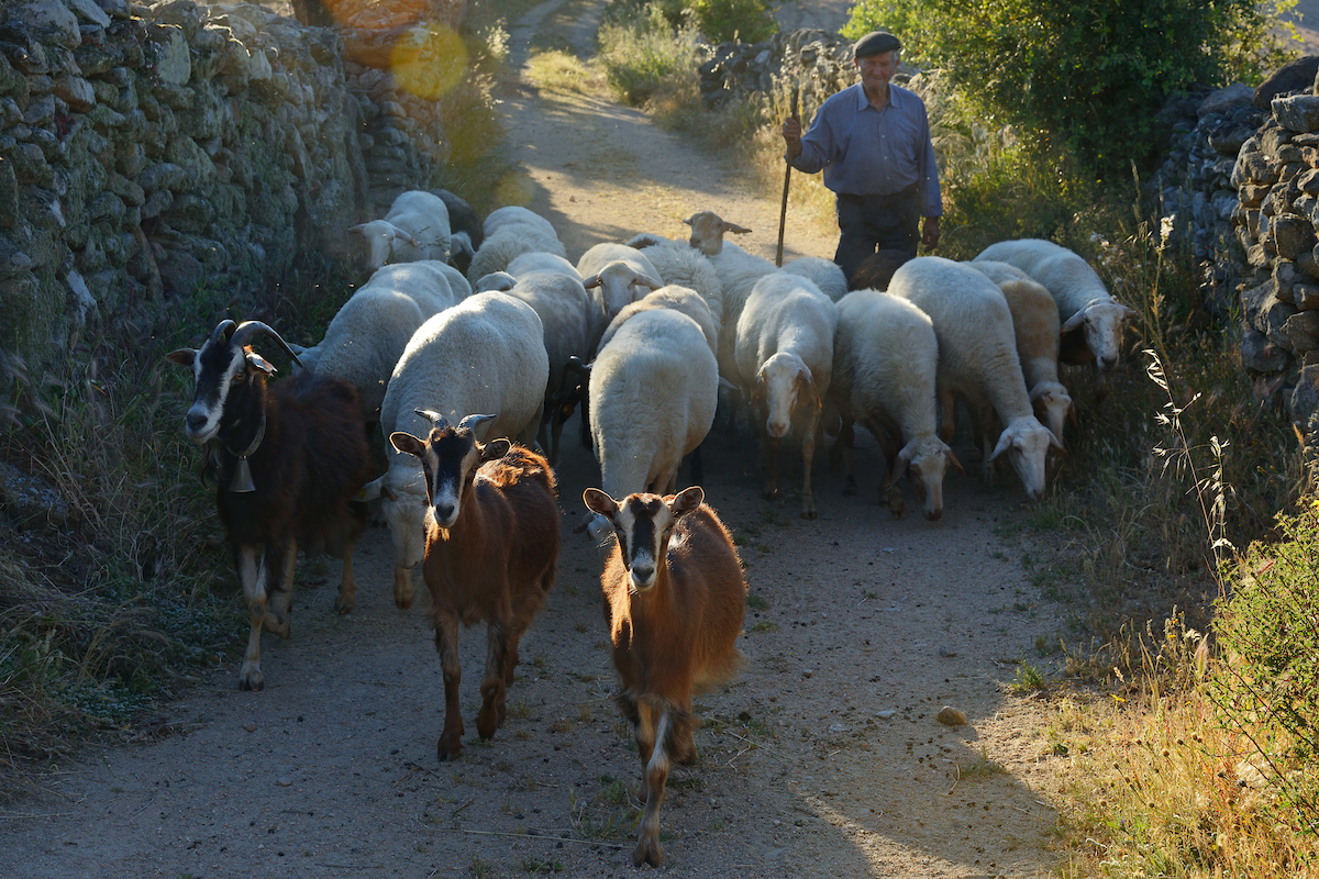 Shepherd with his sheep, Faia Brava reserve, Coa valley, Portugal, Western Iberia rewilding area