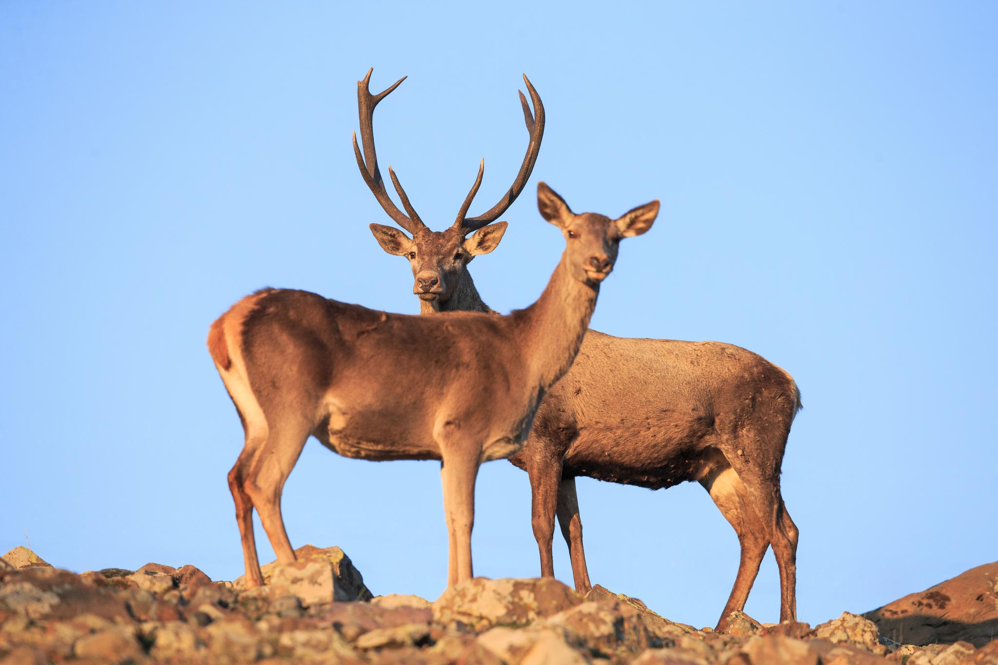 Cervos e Corsas - Biodiversidade 