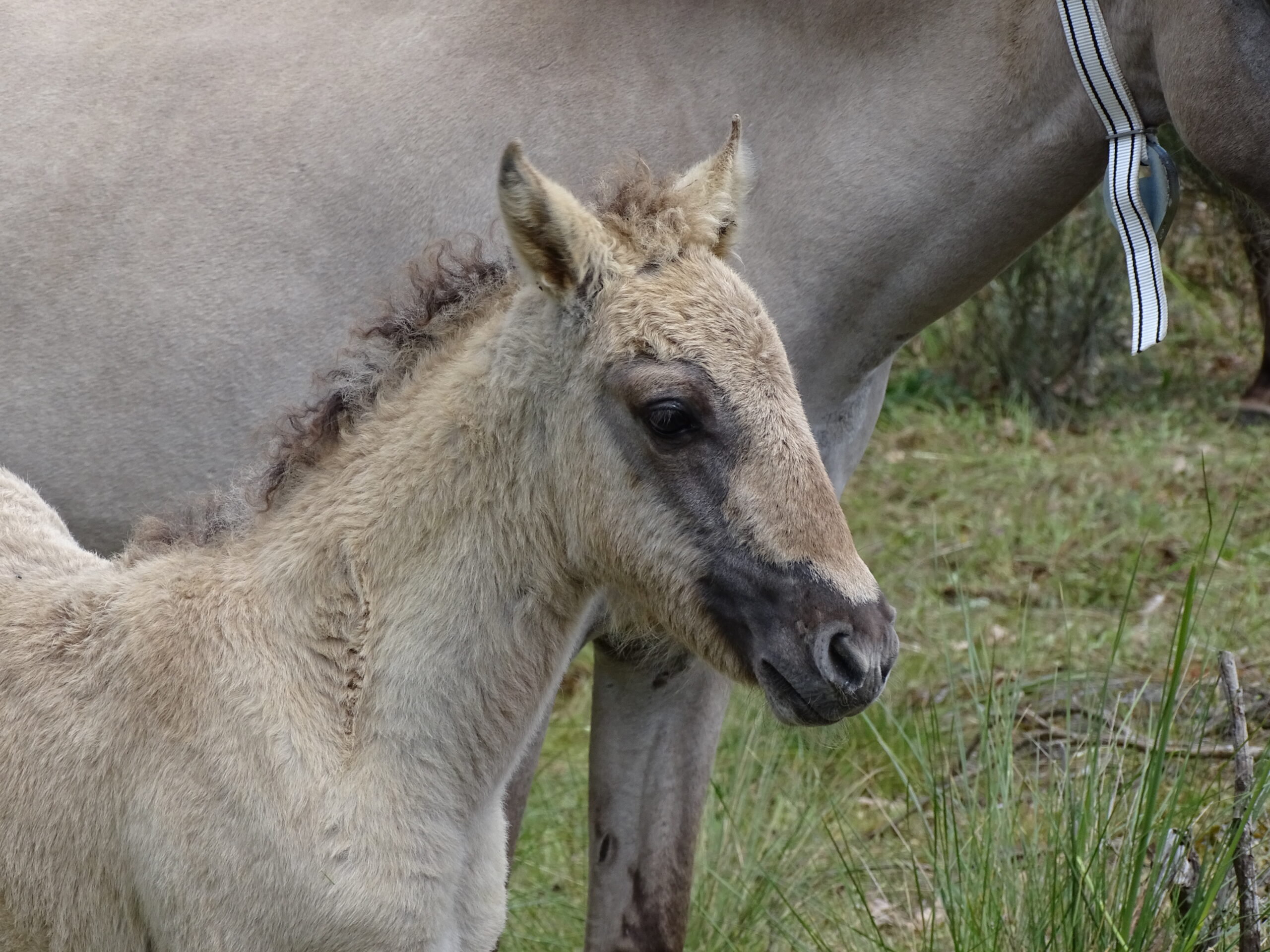 Horses and Donkeys in Portugal