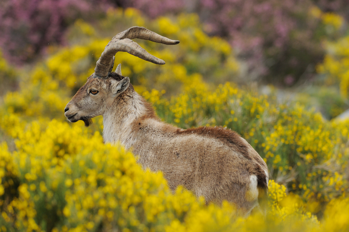 Iberian ibex, Capra pyrenaica, in Peña de Francia reserve, Sierra de Gata, Salamanca district, Castilla y León, Spain