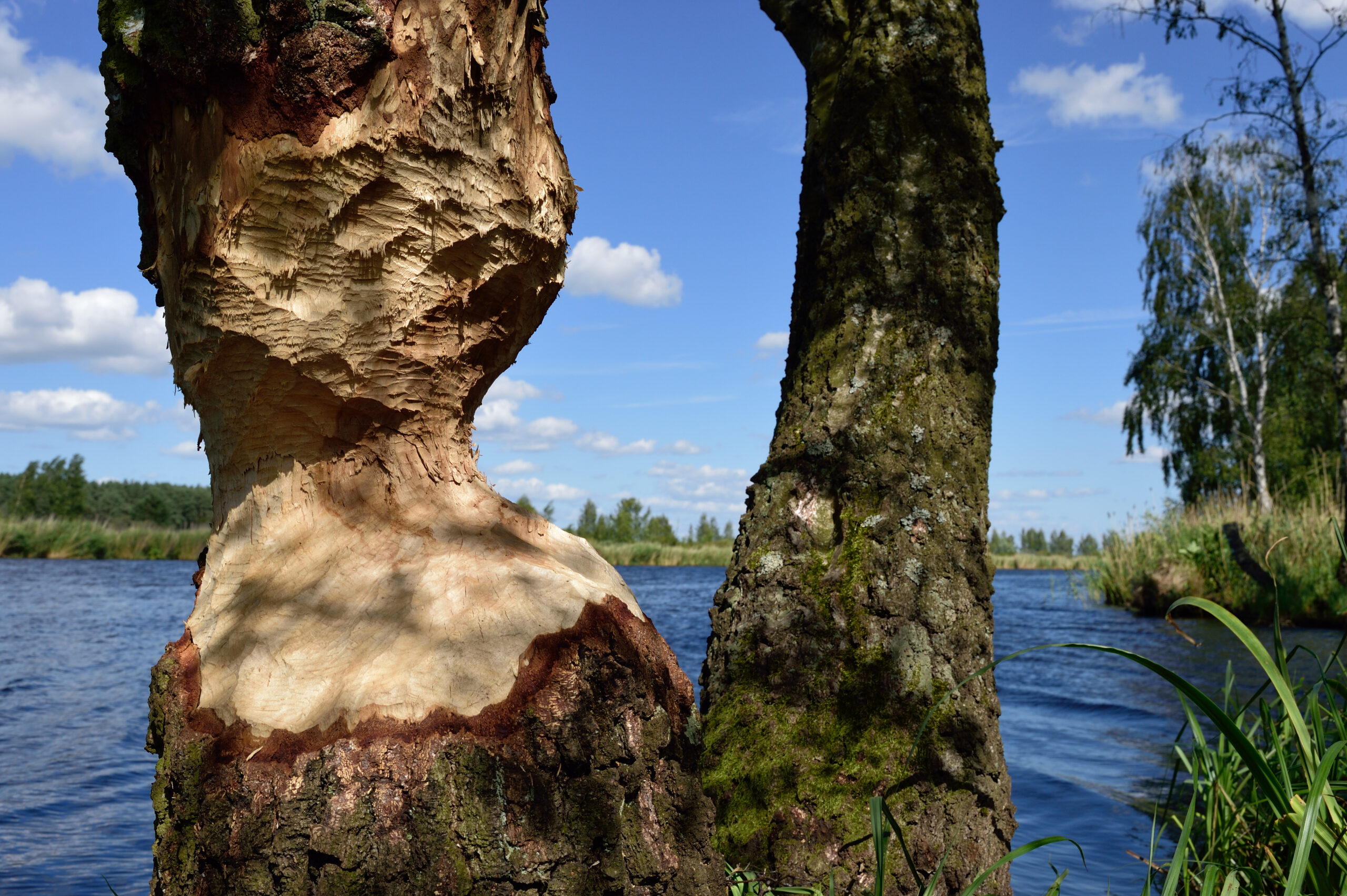 Results from beavers eating, Castor fiber, Peene river, Anklam, Germany