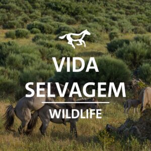 Vida Selvagem / Wildlife