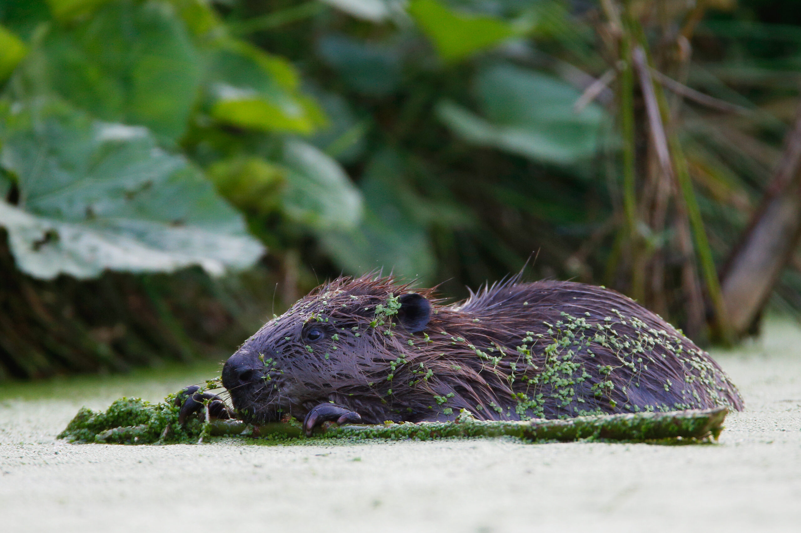 beaver eating green plants, Bieszczady Mountains, Eastern Carpathians, Poland