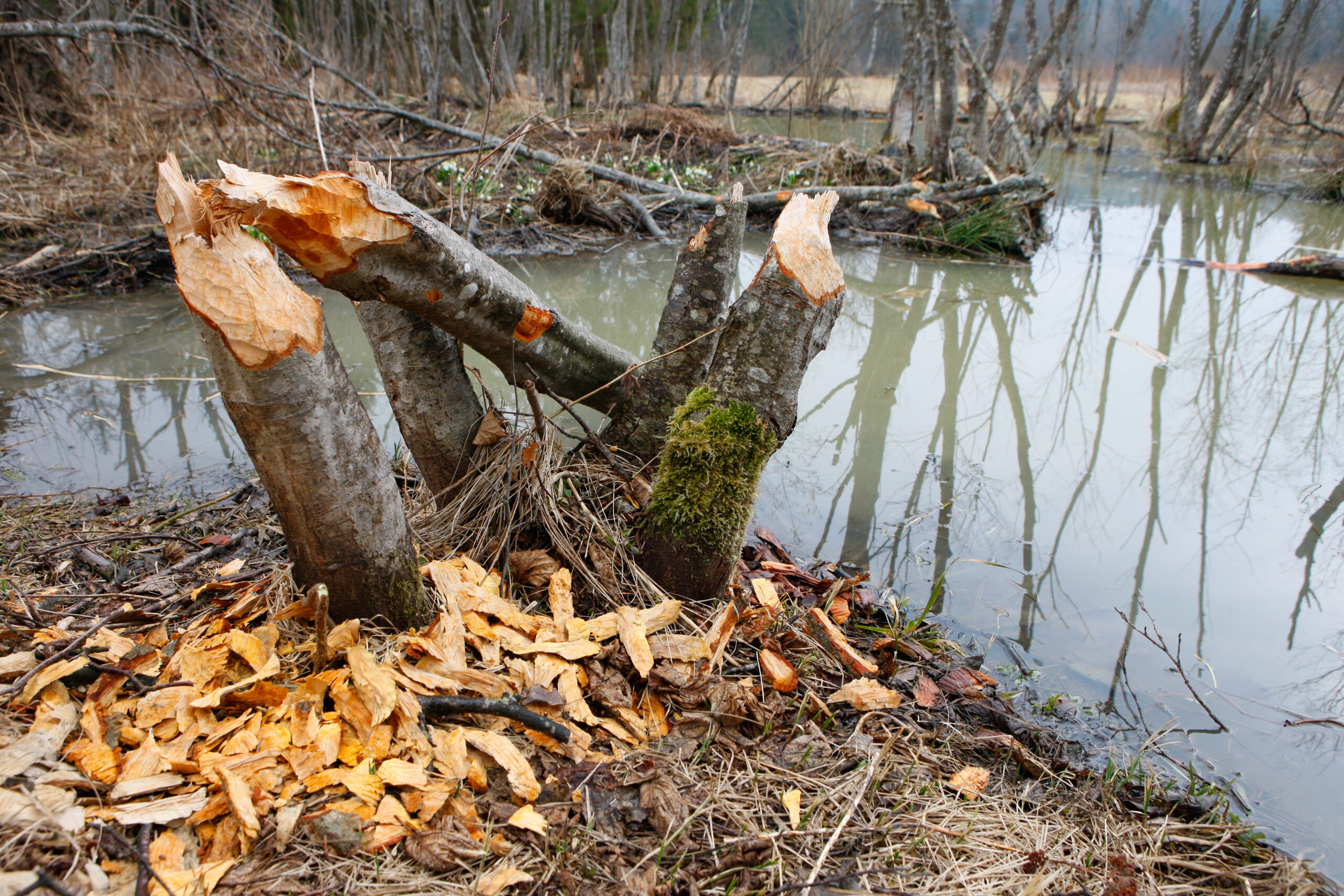 Beavers eat trees along their banks of their pond, Bieszczady Mountains, Eastern Carpathians, Poland